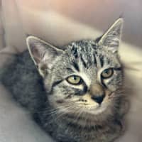 Photo of Otis