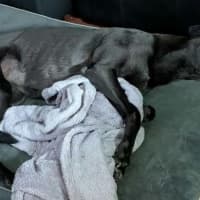 Photo of Lucy Lou, The Greyhound