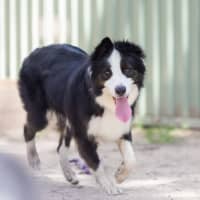 Photo of Kora