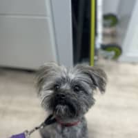 Photo of Piccolo