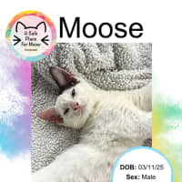 Photo of Moose