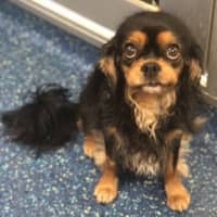 Photo of Penny