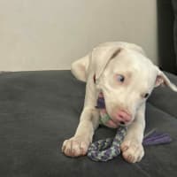 Photo of Casper   11 Month Old Staffy X