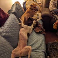 Photo of Flowers, The Greyhound