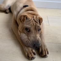 Photo of Choc Honeycomb 🍯 