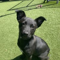 Photo of Tilly