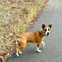 Photo of Baxter Biggles