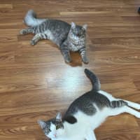 Photo of Joey And Munch 