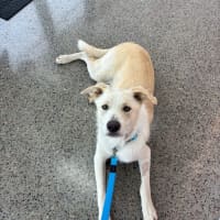 Photo of Boomba