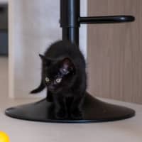 Photo of Midnight