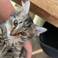 Photo of Abigail   Meet Me At Pet Stock Keysborough