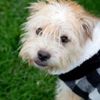 Photo of Romeo