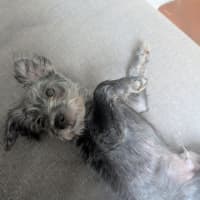 Photo of D1241 Licorice