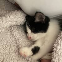 Photo of Oreo
