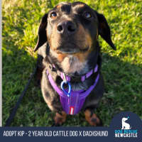 Photo of Kip   2 Year Old Cattle Dog X Dachshund