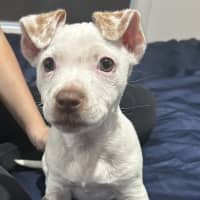 Photo of Gyn (Was Luna)