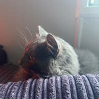 Photo of Morris 💙