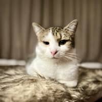 Photo of Brett **2nd Chance Cat Rescue**
