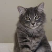 Photo of Comet