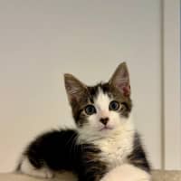 Photo of Bosco