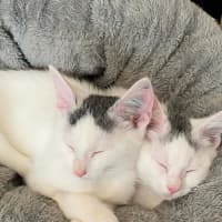 Photo of Eddie *9 Lives Project Rescue*