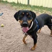 Photo of Honeysuckle