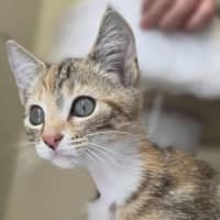 Photo of Toffee   In Foster Care In Healsville