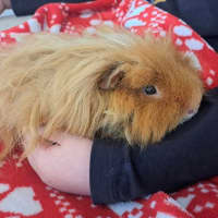 Photo of Harry And Hairy