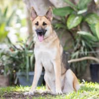 Photo of Lupa (Previously Kailani)