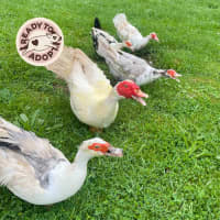 Photo of Mr. White, Mrs. White, Didi, Doris & Delilah