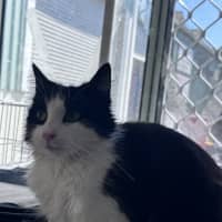 Photo of Bobbit
