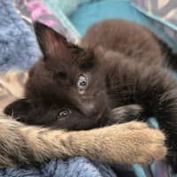 Photo of Rowdy Available 17th