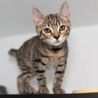 Photo of Binx