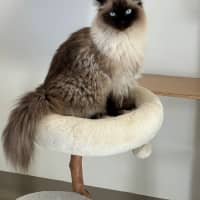 Photo of C1629 Gemma