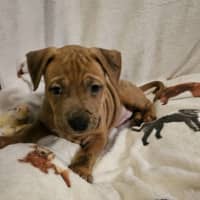 Photo of Hank