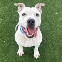 Photo of Frankenstein Imp 2842