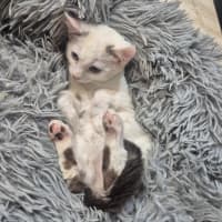 Photo of Aston