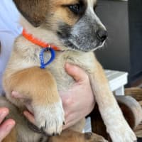 Photo of Oakley   12 Week Old Cattle Dog X Mastiff (Trial)