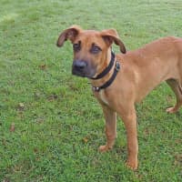 Photo of Pumpkin