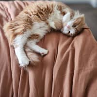 Photo of Baxter