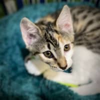 Photo of Piglet