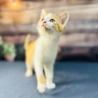 Photo of Snappa   Meet Me At Vets On Parker