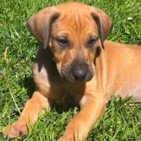 Photo of Kobi