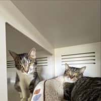 Photo of Milo & Momo