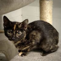 Photo of Millie