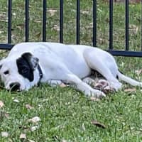 Photo of Teddy   5 Month Old Bull Arab X 