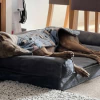 Photo of Buster, The Greyhound