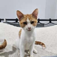 Photo of Ollie