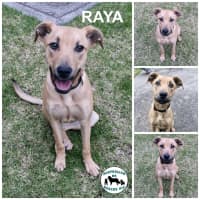 Photo of Raya
