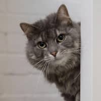 Photo of Luna